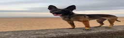 Belgian Shepherd Dog dogs for sale: BRN registered Belgian Malinois - Advert 3