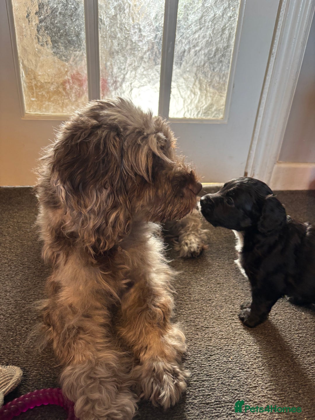 Cockapoo dogs for sale: 6 Cockapoo F1B *5 weeks old* - Image 13