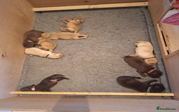 Labrador Retriever dogs for sale: 8 gorgeous chocolate/yellow girl & boy lab pups  - Image 4