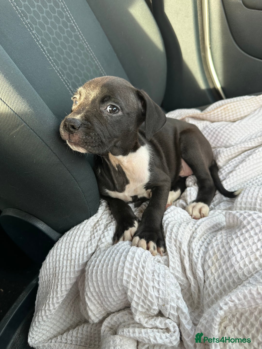 Mixed Breed dogs for sale: Staff x cane corso puppies - Image 15