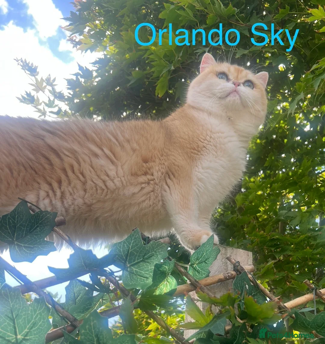 British Shorthair cats for sale: 🏆 Ny12 Golden British Shorthairs 🏆 - Advert 22