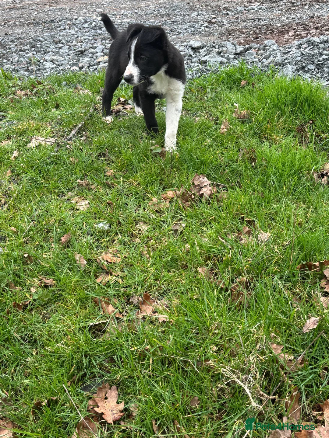 Border Collie dogs for sale: Border Collie Puppies - Advert 2