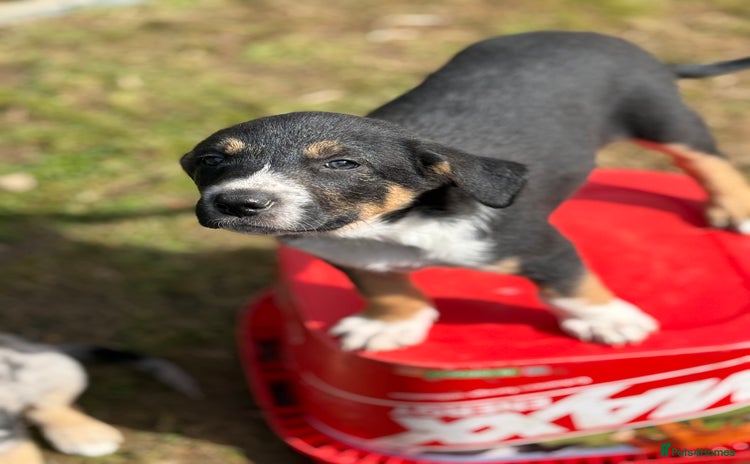 Mixed Breed dogs - Advert 1