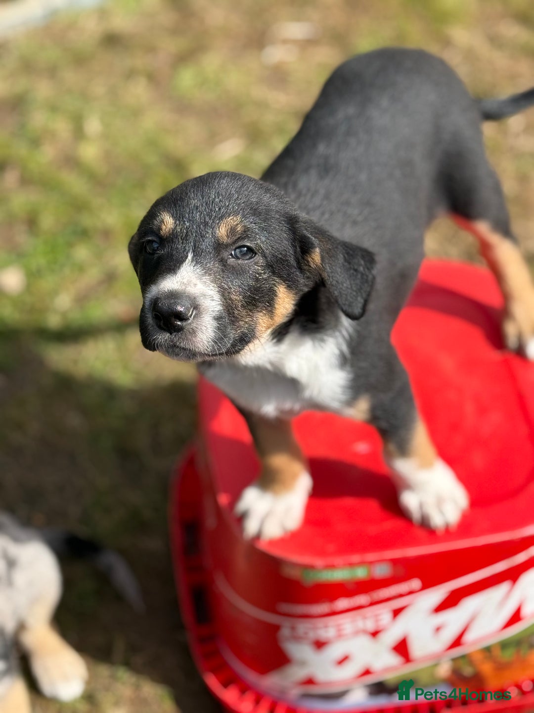 Mixed Breed dogs for sale: collie x Huntaway  pups one boy left  - Image 1