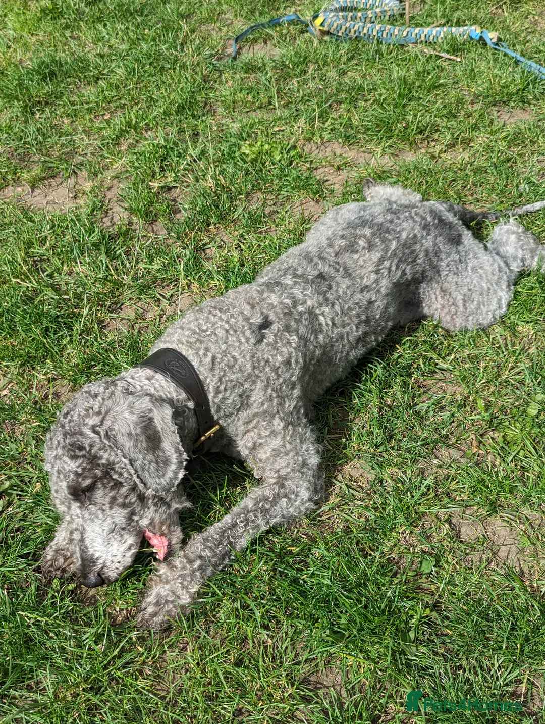 Gallery Image {{count}}