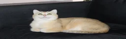 British Shorthair cats for sale: TICA pedigree pure breed golden kittens - Advert 23