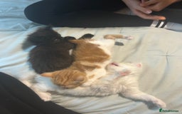 Ragdoll cats for sale: ragdoll x tabby  - Image 9