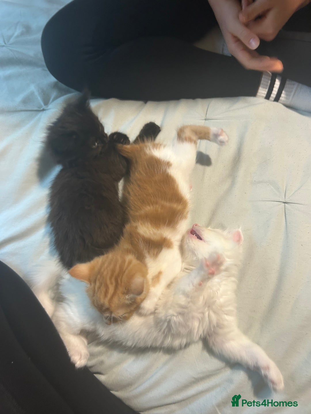 Ragdoll cats for sale: ragdoll x tabby  - Image 9