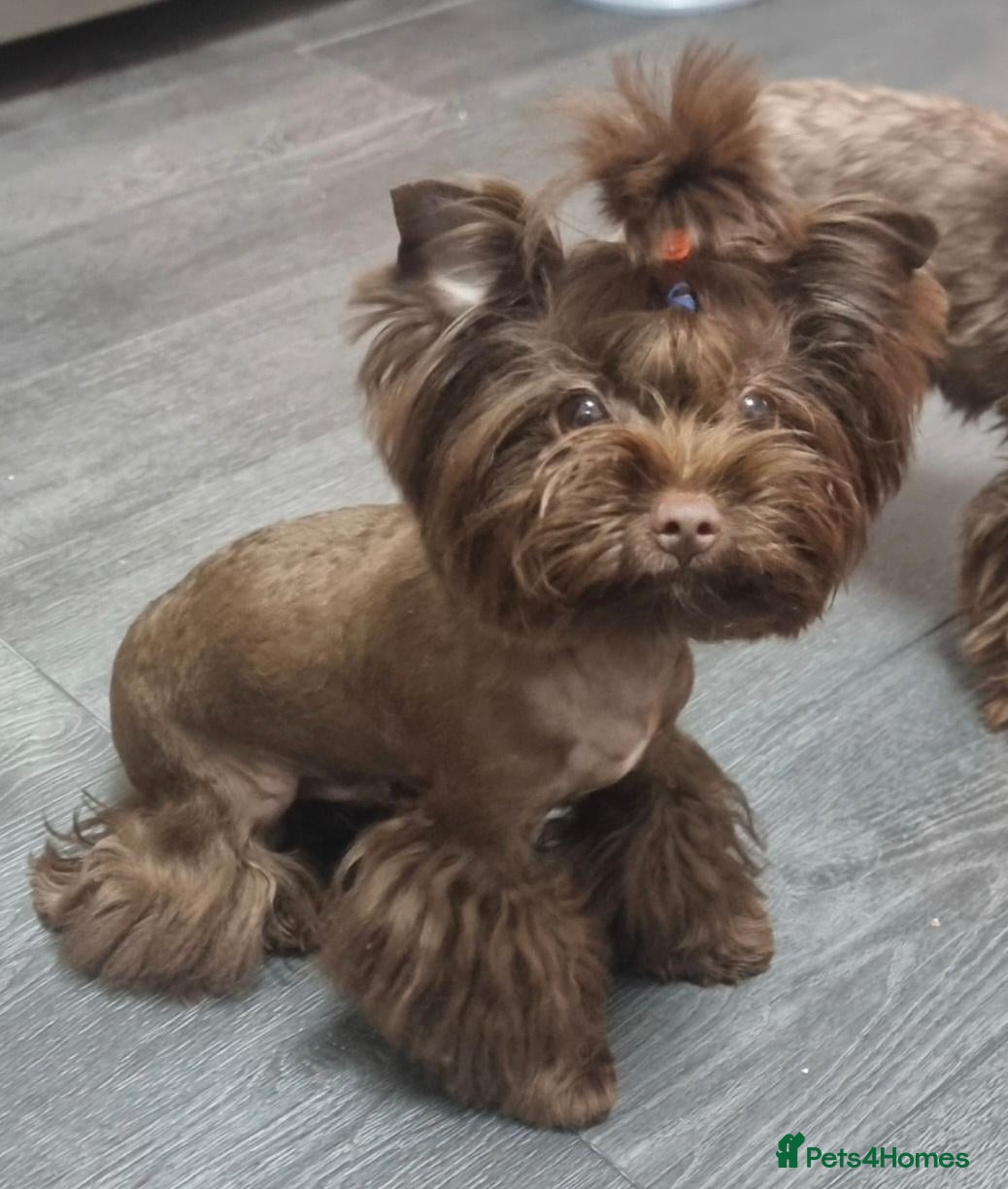 Yorkshire Terrier dogs for stud: Yorkshire Terrier boy for stud  - Advert 18