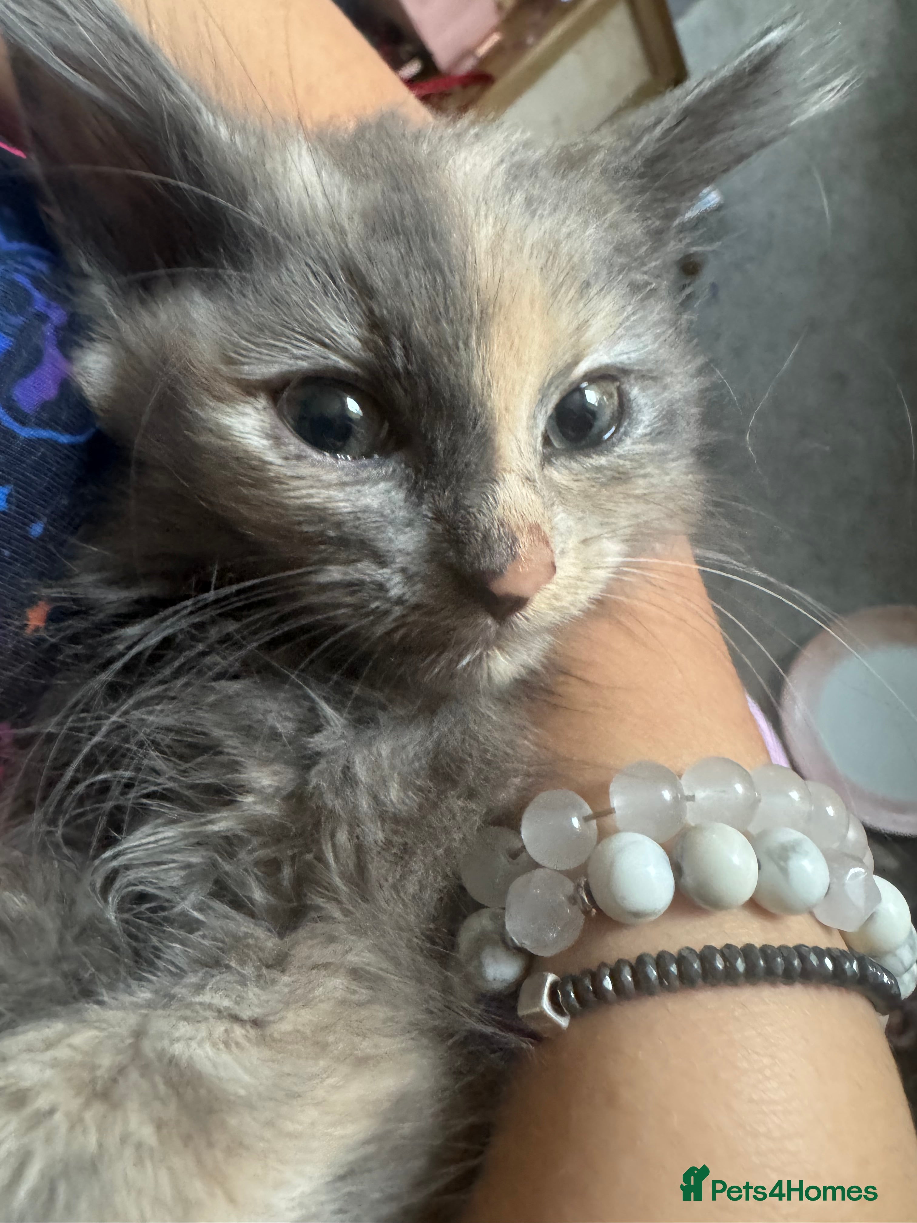 Mixed Breed cats Beautiful mixed grey kittens - Advert 2
