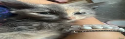 Mixed Breed cats for sale: Beautiful mixed grey kittens - Advert 2