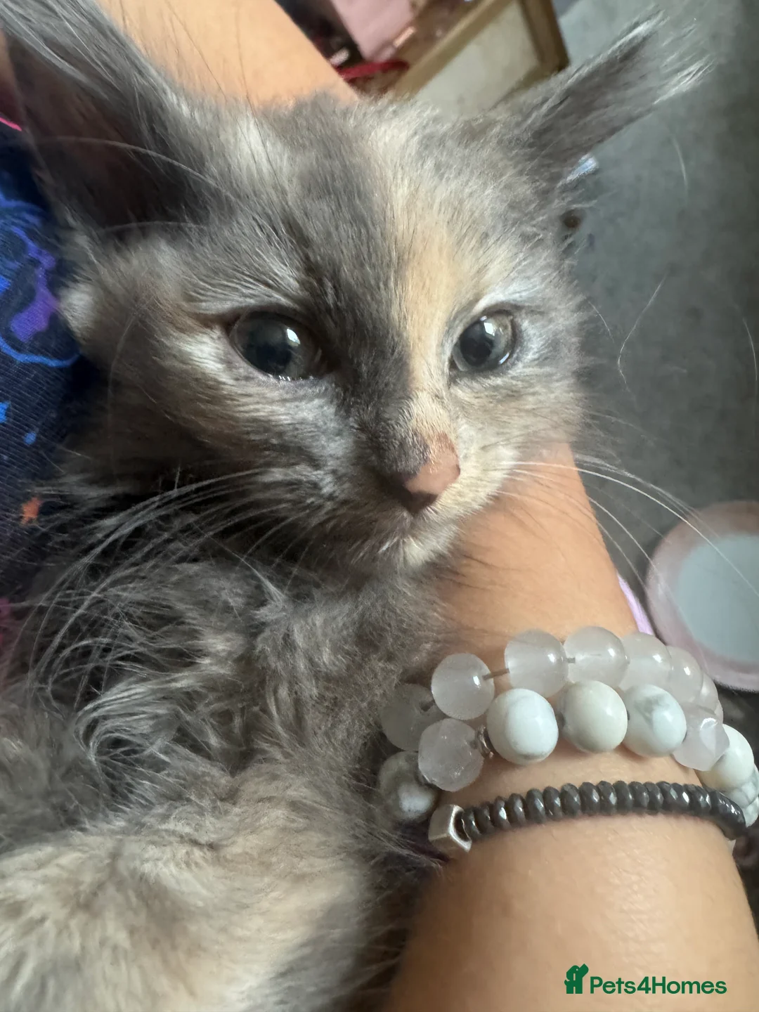 Mixed Breed cats for sale: Beautiful mixed grey kittens - Advert 2