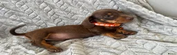 Miniature Dachshund dogs for sale: Miniature Dachshund  - Advert 10