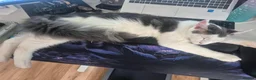 Maine Coon cats for sale: Lior-TICA Registered Maine Coon, 9Months-Rehoming - Advert 9