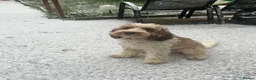 Cockapoo dogs for sale: 1 year old cockapoo in Newton-le-Willows - Advert 2