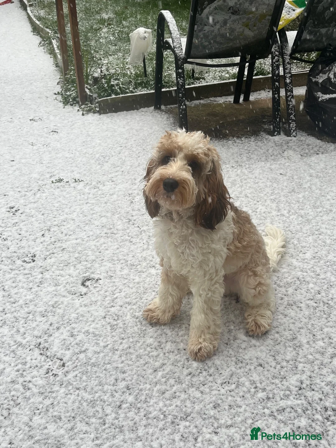 Cockapoo dogs for sale: 1 year old cockapoo in Newton-le-Willows - Advert 2