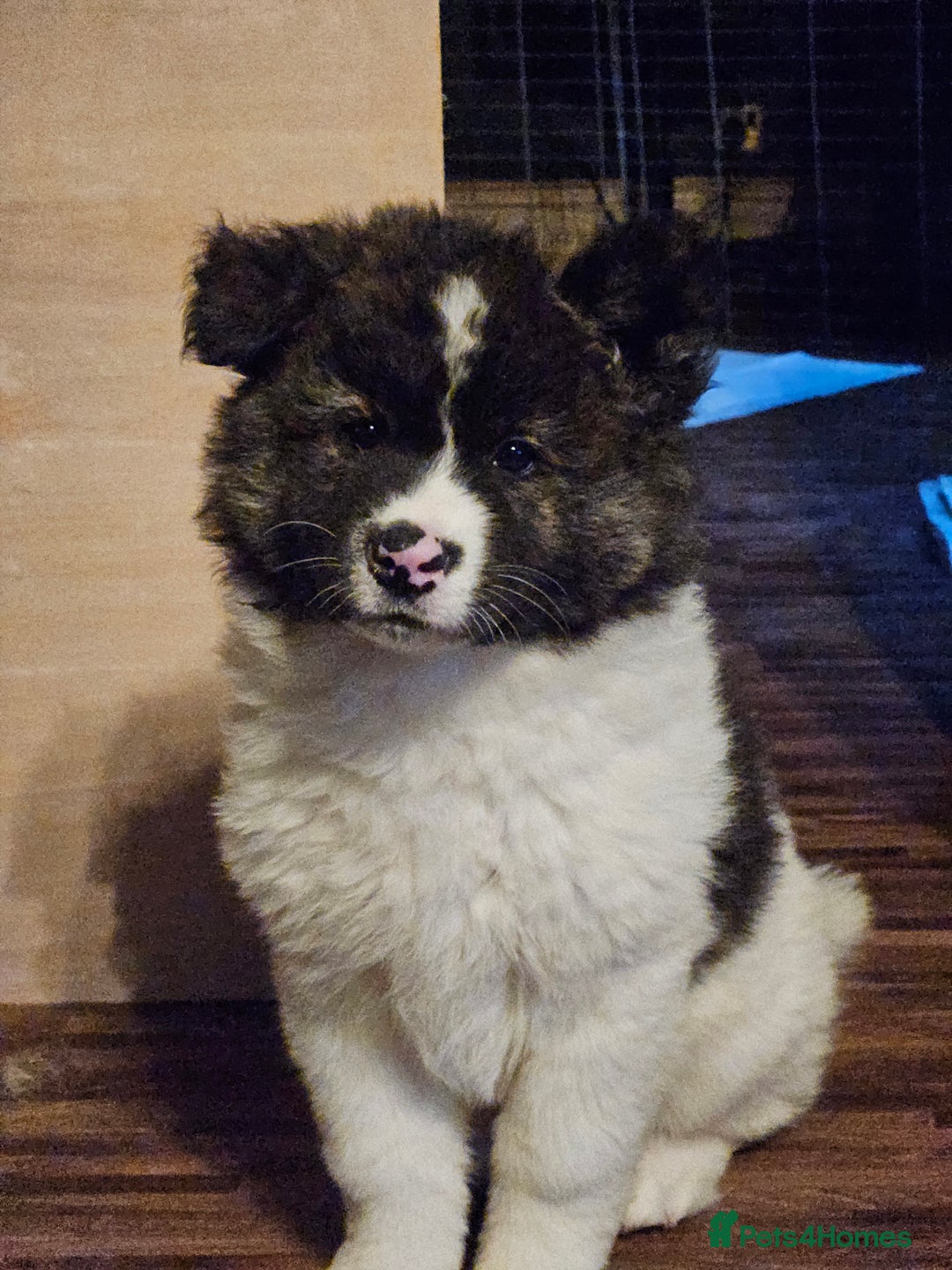 Akita dogs for sale: Beautiful Akita puppies - Advert 29