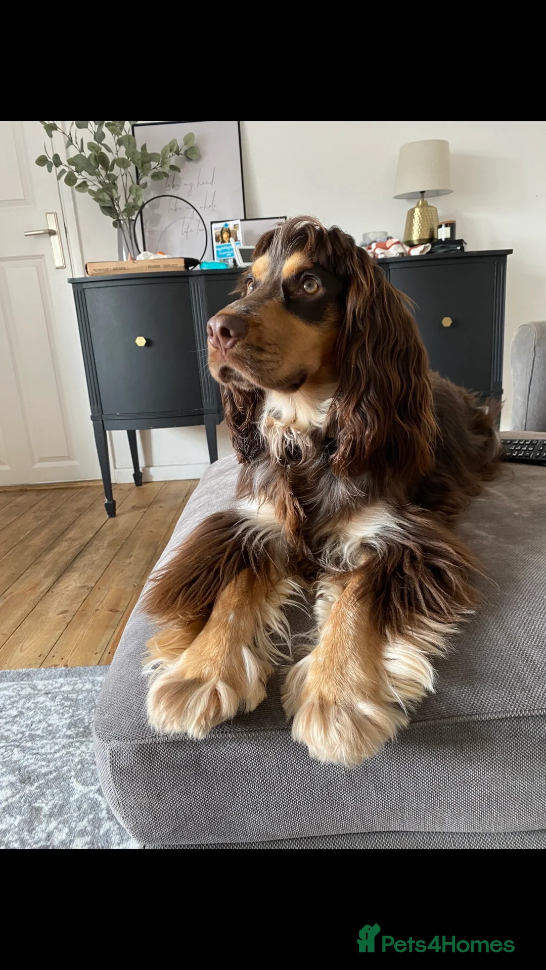 Cocker Spaniel dogs for stud: PROVEN Cocker Spaniel-Chocolate Sable DNA TESTED in Henlow - Advert 3
