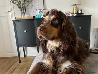 Cocker Spaniel dogs PROVEN Cocker Spaniel-Chocolate Sable DNA TESTED - Advert 12