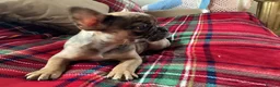 French Bulldog dogs for sale: French bulldogs - Advert 8