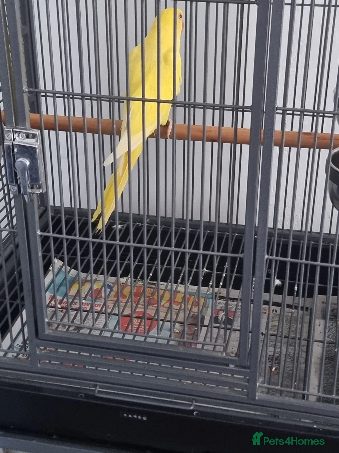 Parrots birds for sale: Beautiful lutino young talking parrot  - Advert 3