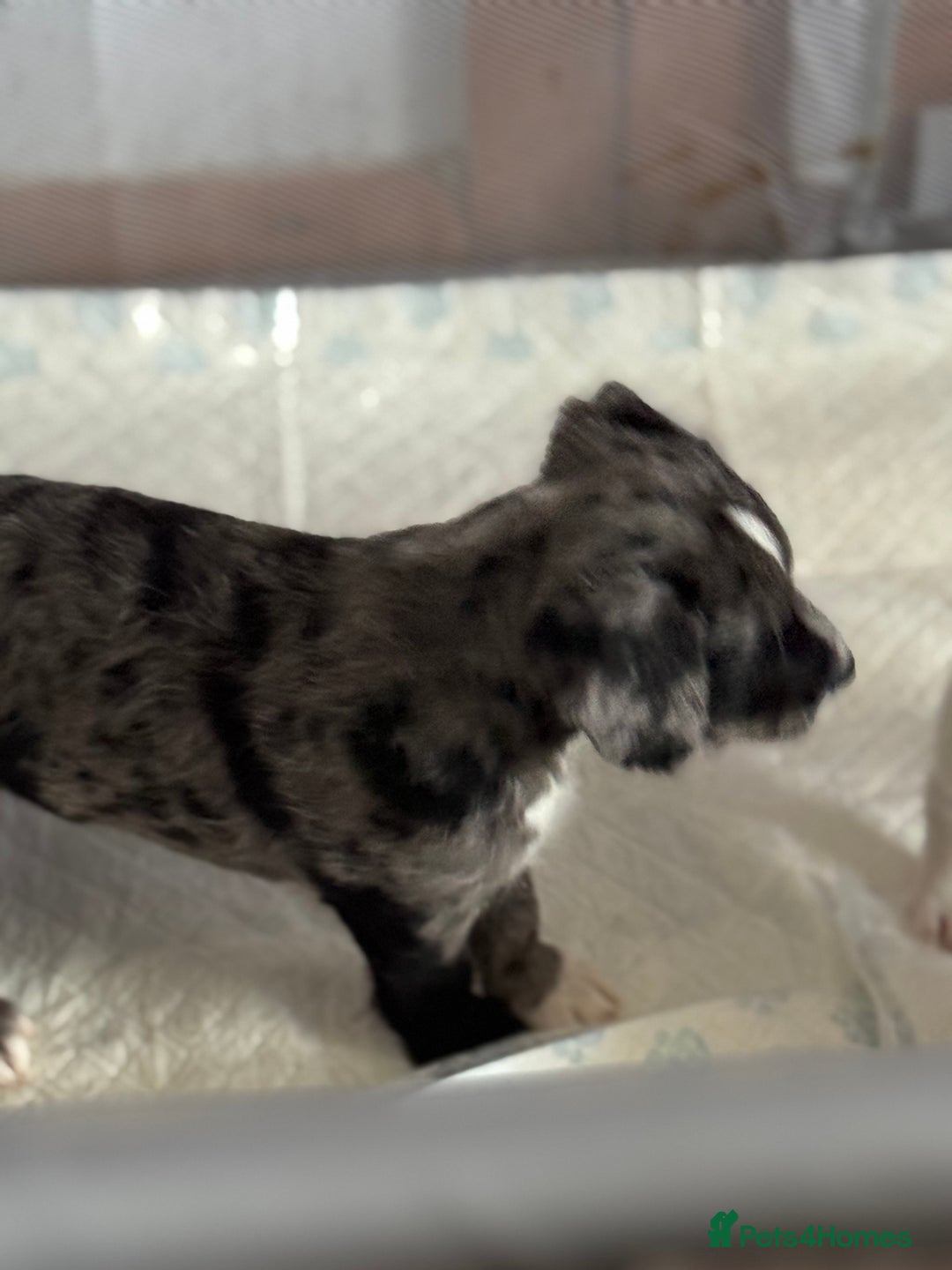 Patterjack dogs for sale: Two beautiful puppies for sale £350 each  - Advert 2