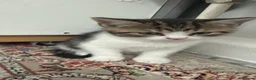 Mixed Breed cats for sale: Mixed breed tabby domestic kittens in Birmingham - Advert 2