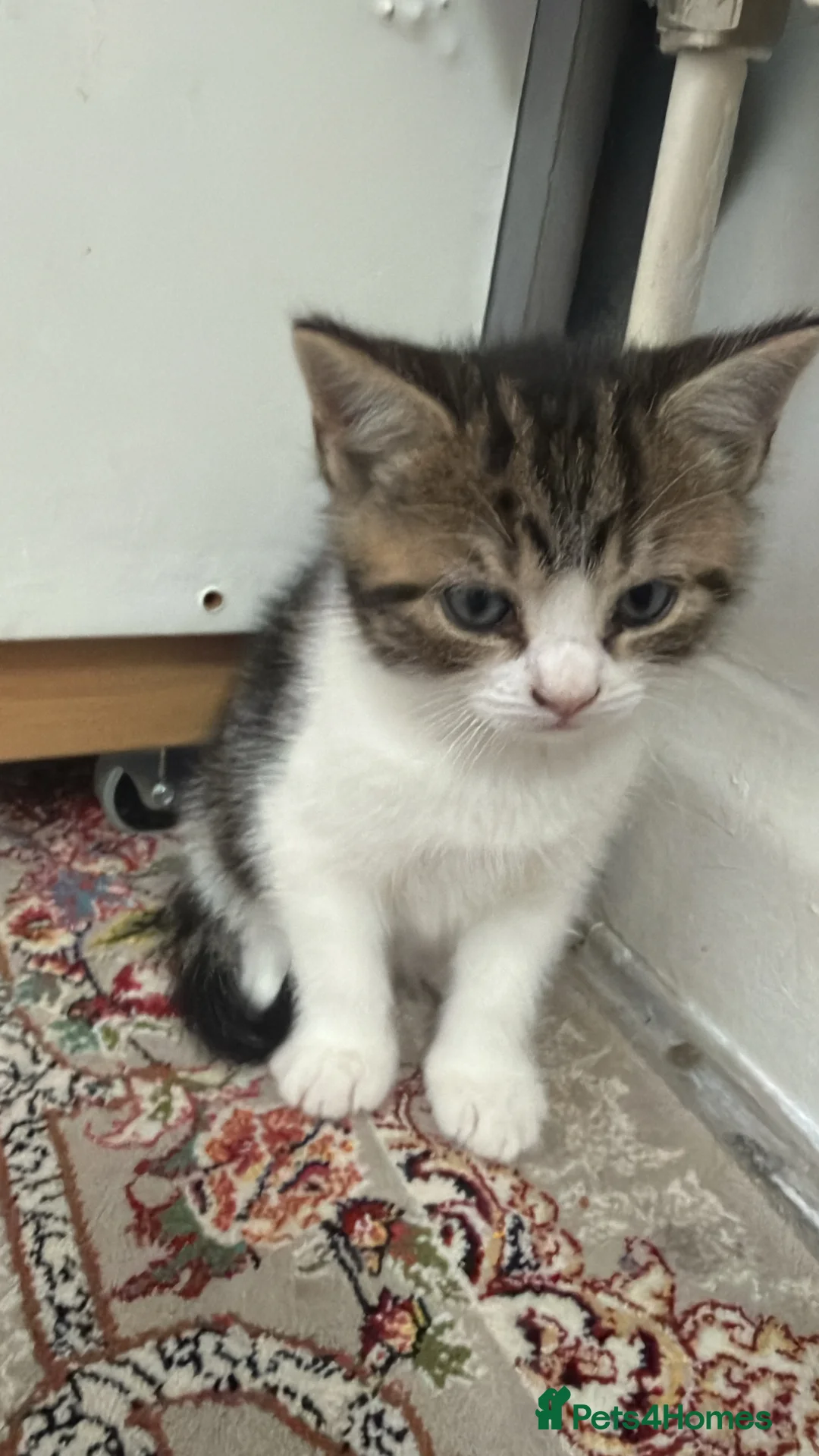 Mixed Breed cats for sale: Mixed breed tabby domestic kittens in Birmingham - Advert 2