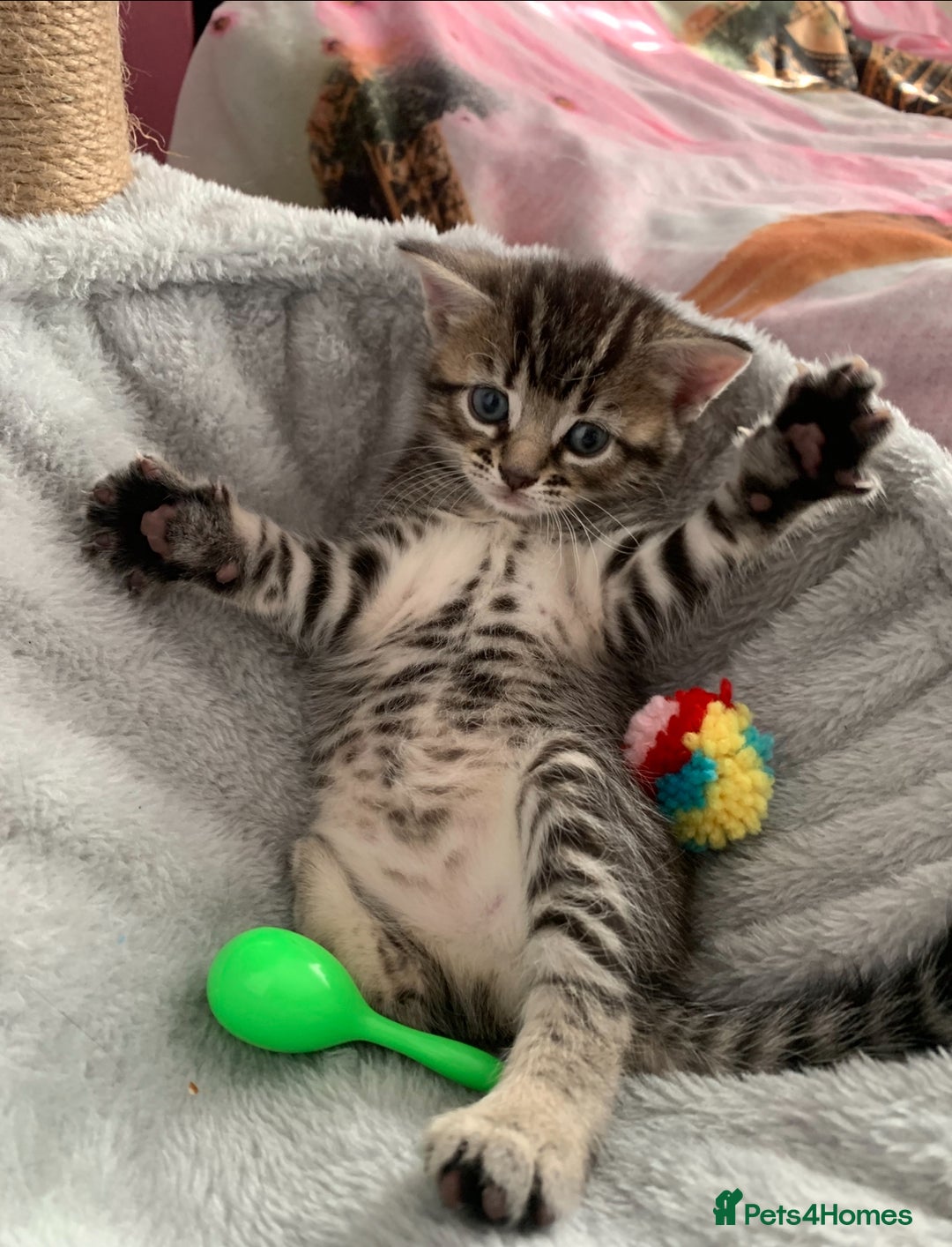 Mixed Breed cats for sale: Beautiful Mixed Angora Kittens - Advert 18