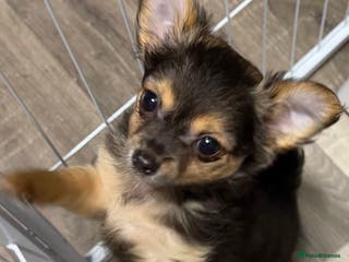 Chihuahua dogs Black tri colour LC female - Advert 6