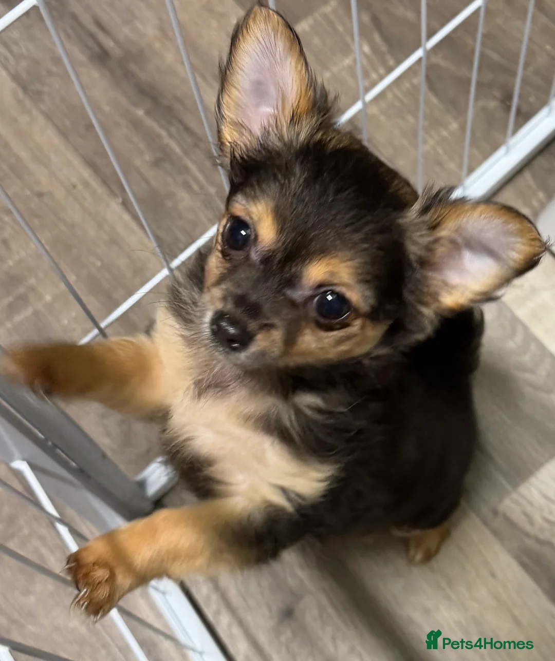 Chihuahua dogs for sale: Female, Stunning Black tri colour LC  - Advert 4