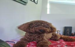 Miniature Poodle dogs for stud: Marley - KC Reg Red Miniature Poodle ready to stud - Image 4