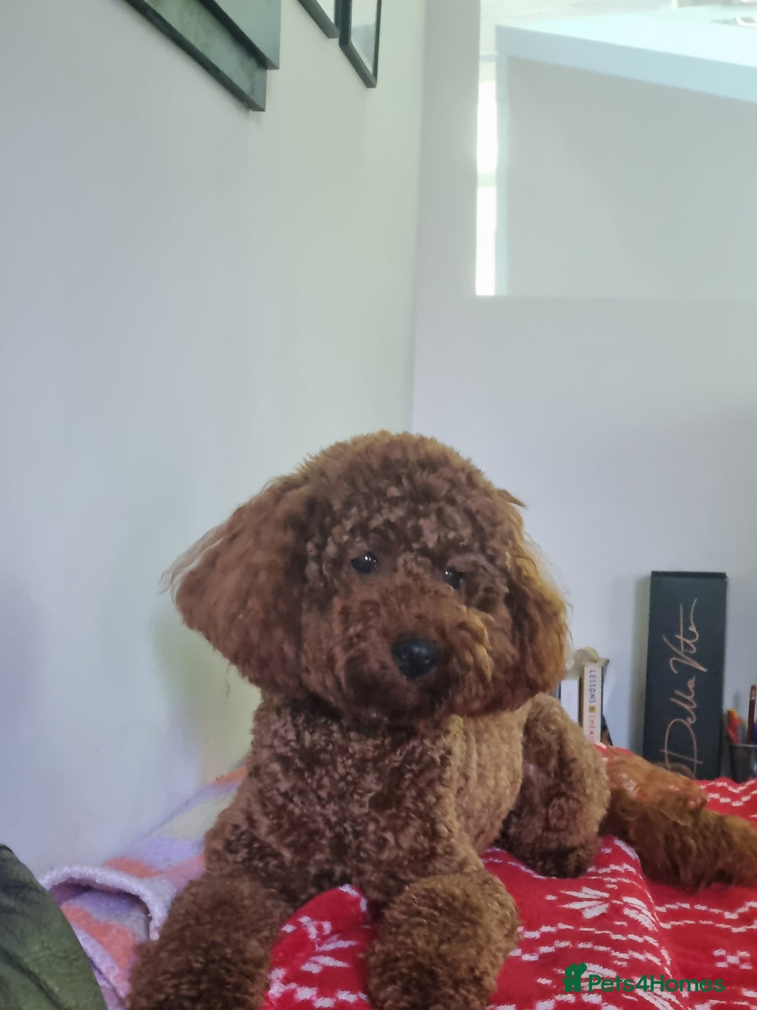 Miniature Poodle dogs for stud: Marley - KC Reg Red Miniature Poodle ready to stud - Image 4