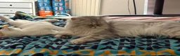 British Longhair cats for sale: British Shorthair & Longhair Kittens - Advert 12