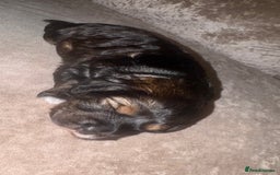 Cockapoo dogs for sale: Tri cockapoo girl  - Image 20
