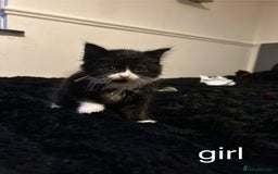 British Longhair cats for sale: 3 beautiful kittens - Image 3