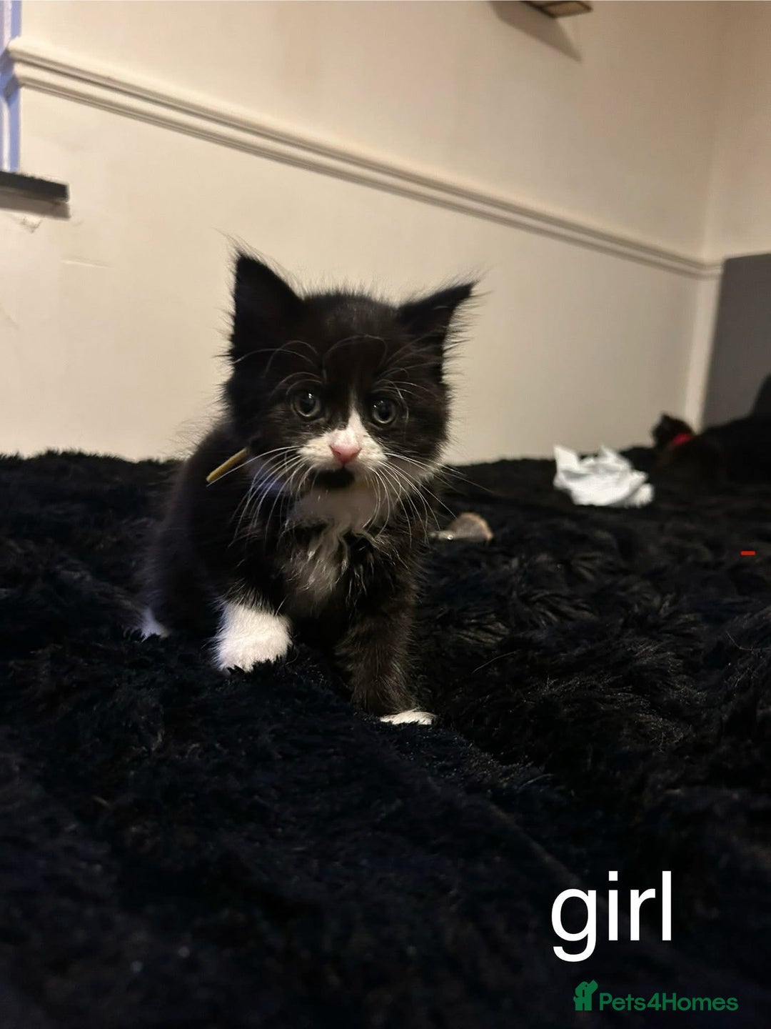 British Longhair cats for sale: 3 beautiful kittens - Image 3
