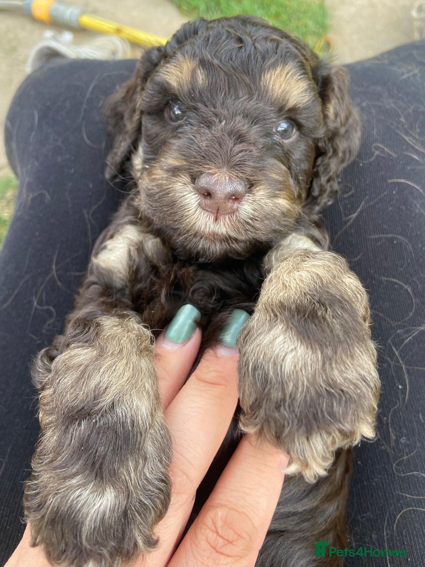 Cockapoo dogs 7 GORGEOUS F1 COCKAPOO PUPPIES - Advert 14