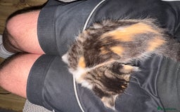 British Shorthair cats for sale: 3 x adorable kittens  - Image 13
