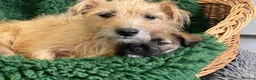 Mixed Breed dogs for sale: Border Terrier x Norfolk - Advert 15