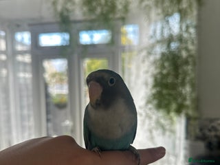 Lovebirds birds Love Bird - Advert 2