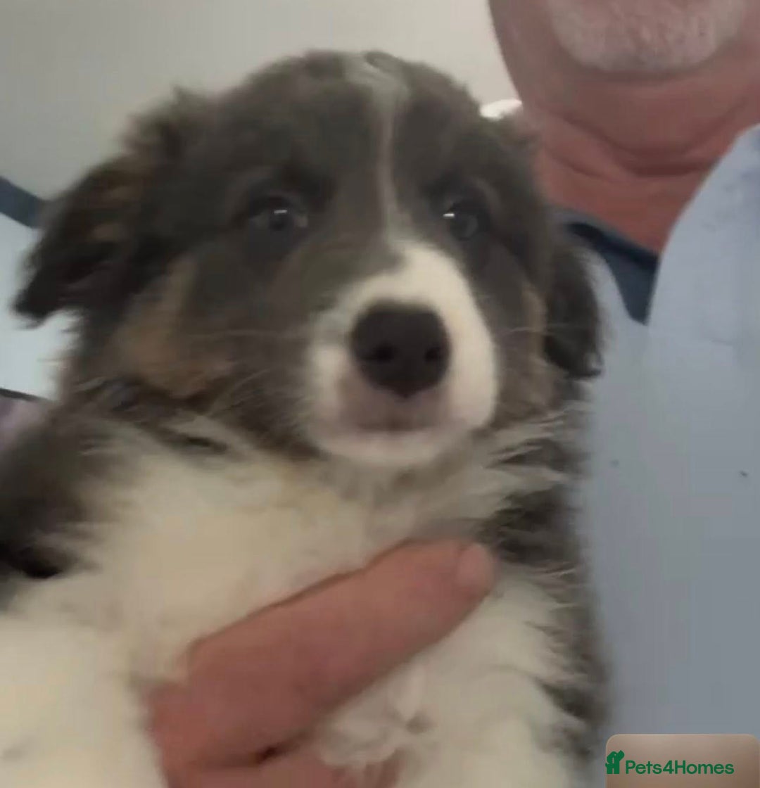 Border Collie dogs for stud: proven border collie at stud in Doncaster - Advert 37