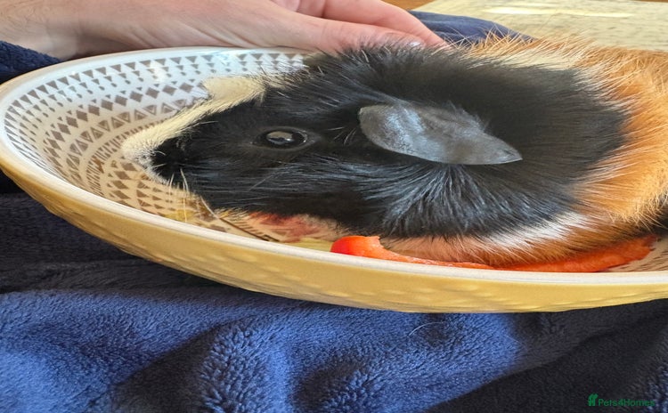 Guinea Pig rodents - Advert 3