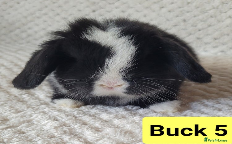 Mini Lop rabbits in Shaftesbury - Advert 1