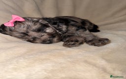 Cockapoo dogs for sale: F1 Cockapoo puppies  - Image 20
