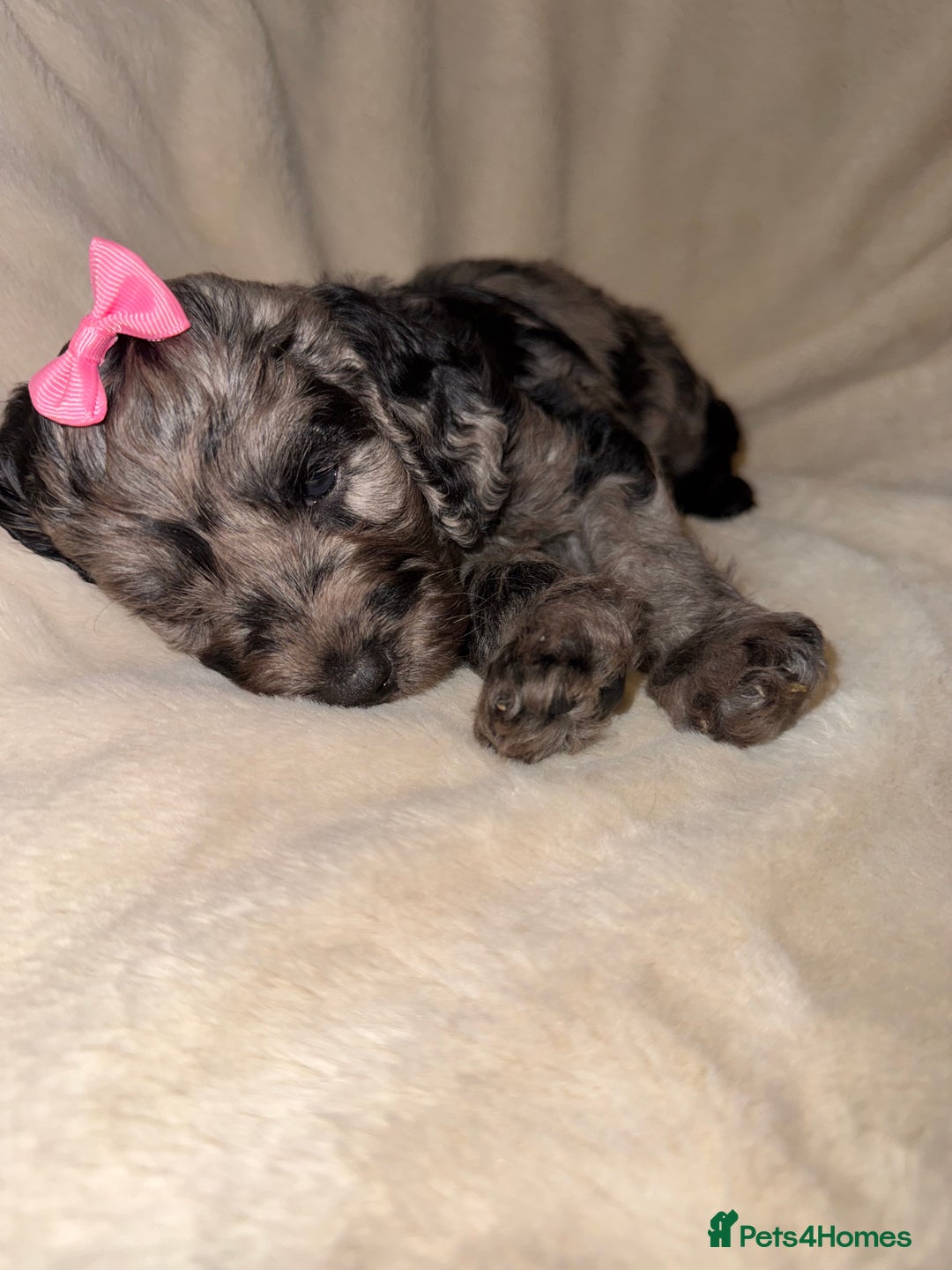 Cockapoo dogs for sale: F1 Cockapoo puppies  - Image 20