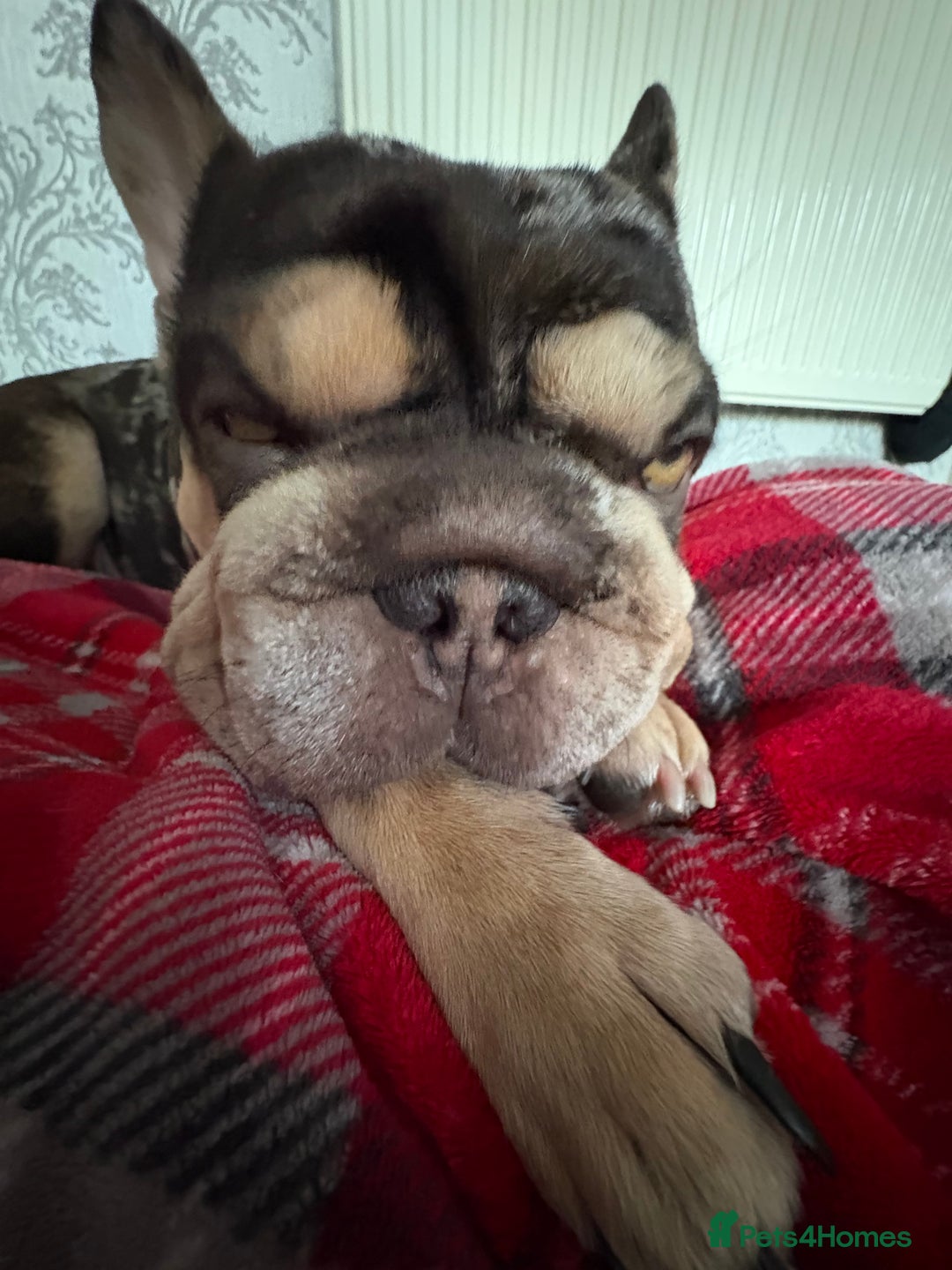 French Bulldog dogs for sale: Female dog - Advert 3