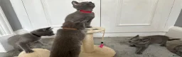 Russian Blue cats for sale: Russian Blue Kittens  - Advert 12