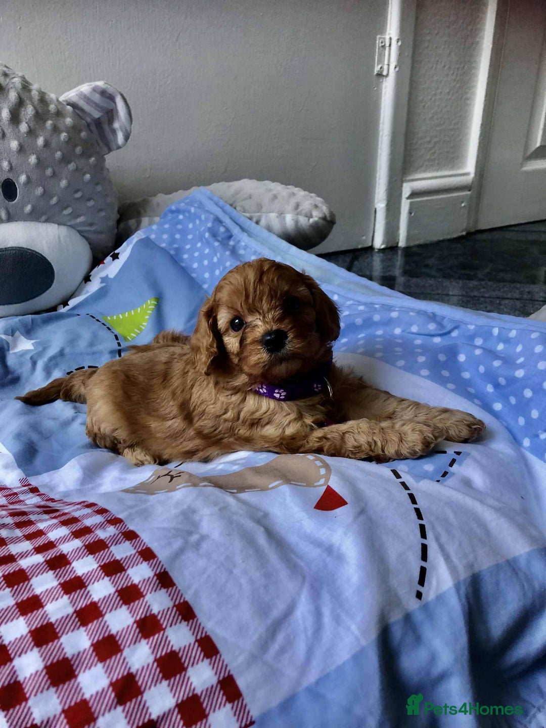 Cavapoo dogs for sale: Beautiful F1 Cavapoo puppies  - Image 7