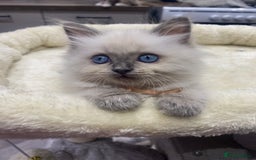 Ragdoll cats for sale: Ragdoll kittens ready now  - Image 3